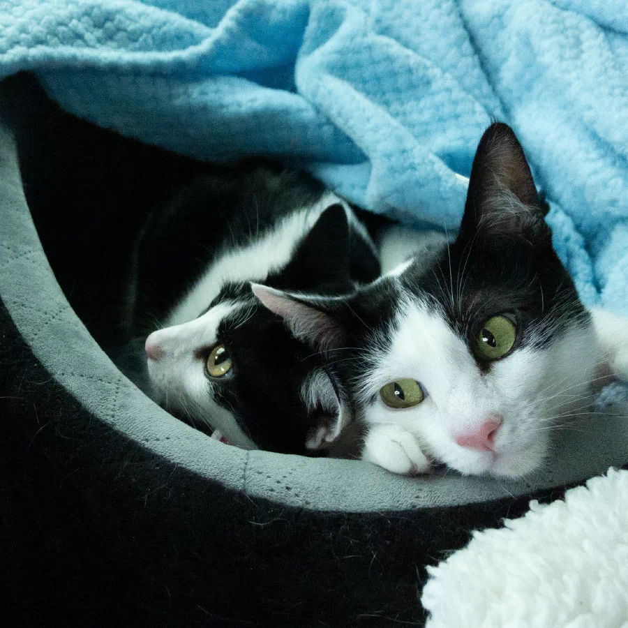 Cats